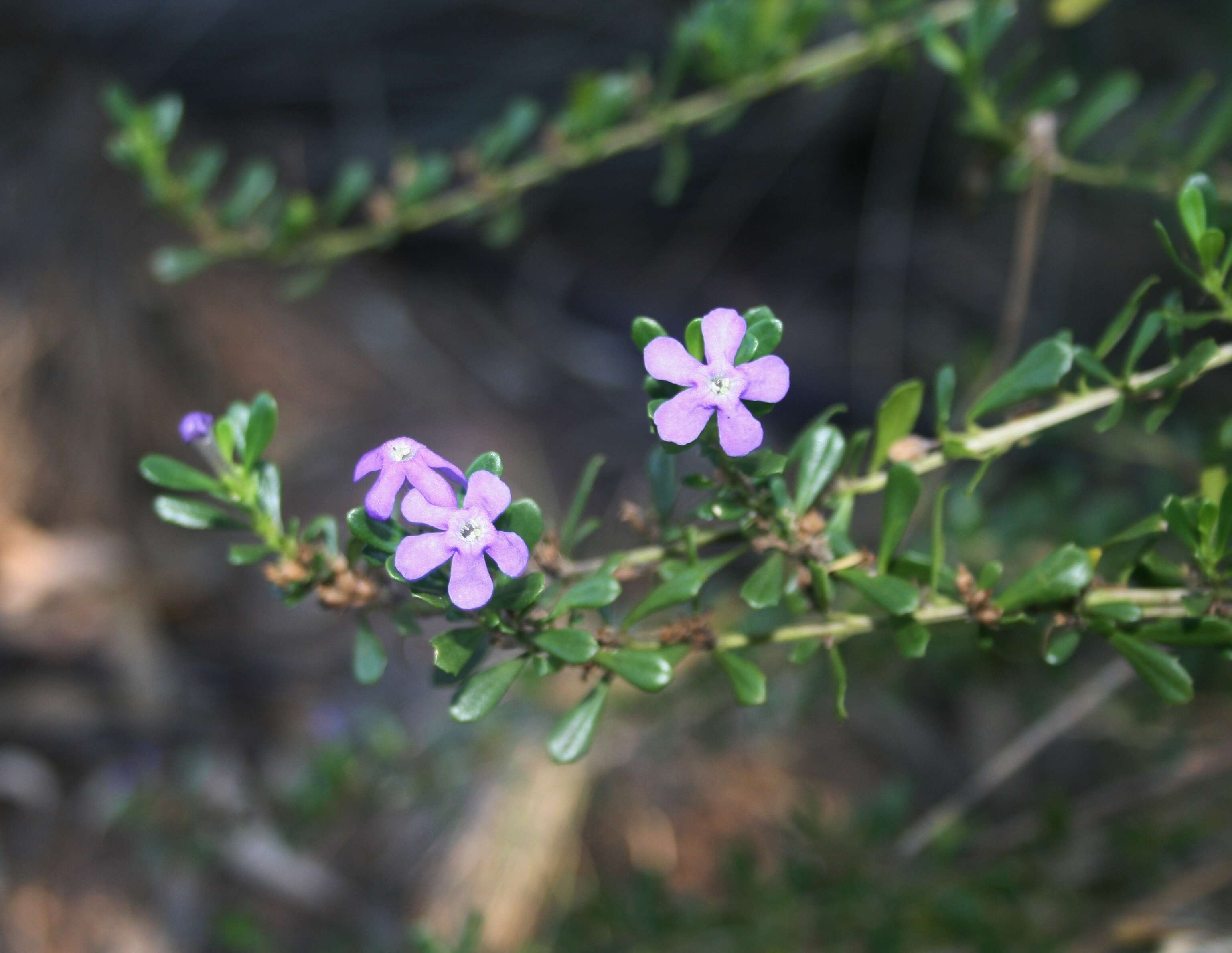 Image of Mauve freylinia