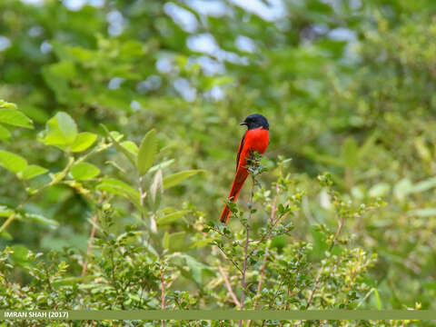 Image of Long-tailed Minivet