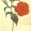 Image of Chinese Lychnis