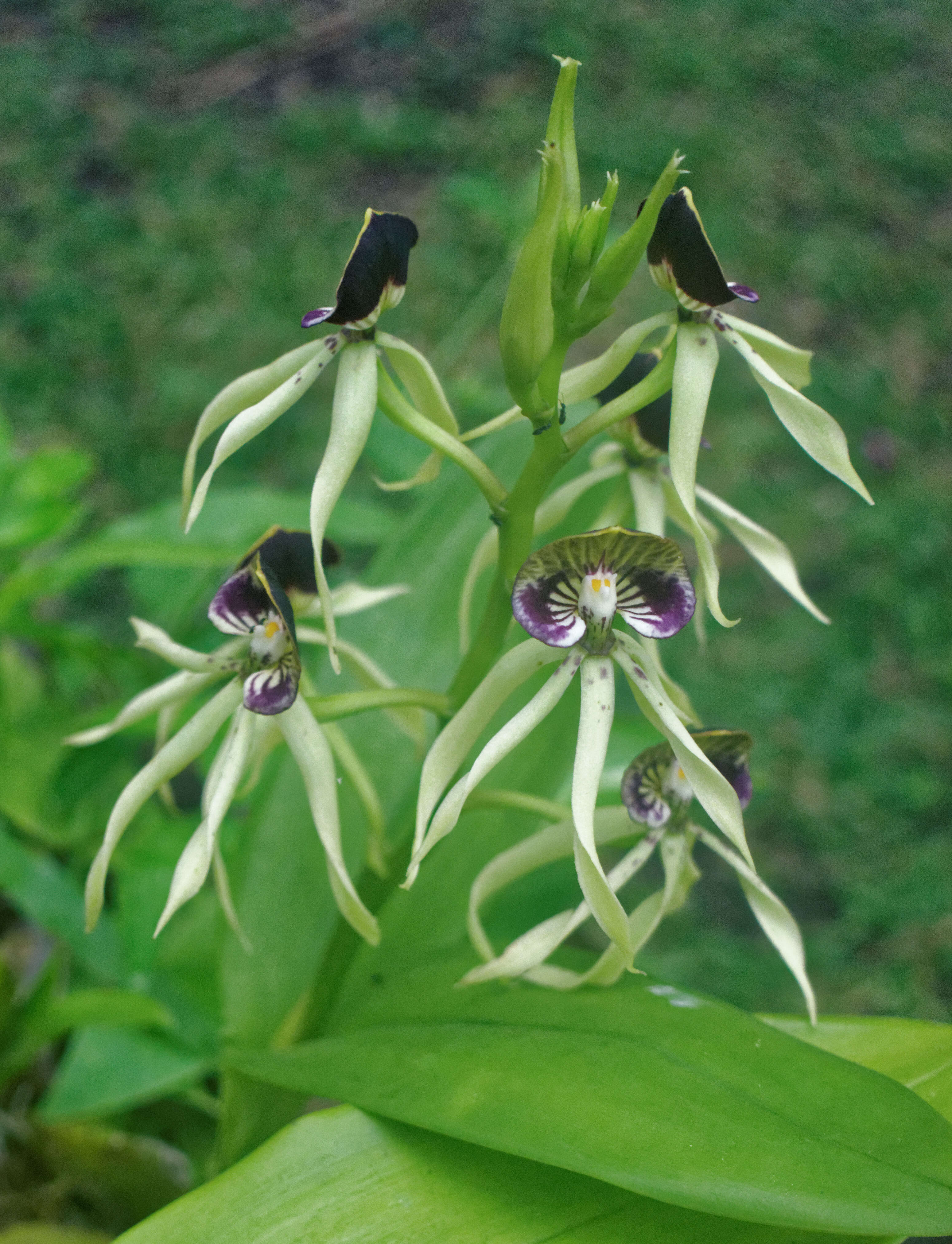 Слика од Prosthechea cochleata (L.) W. E. Higgins