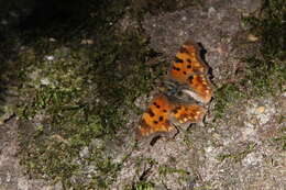 Image of Comma