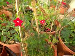 Image of Cypress Vine