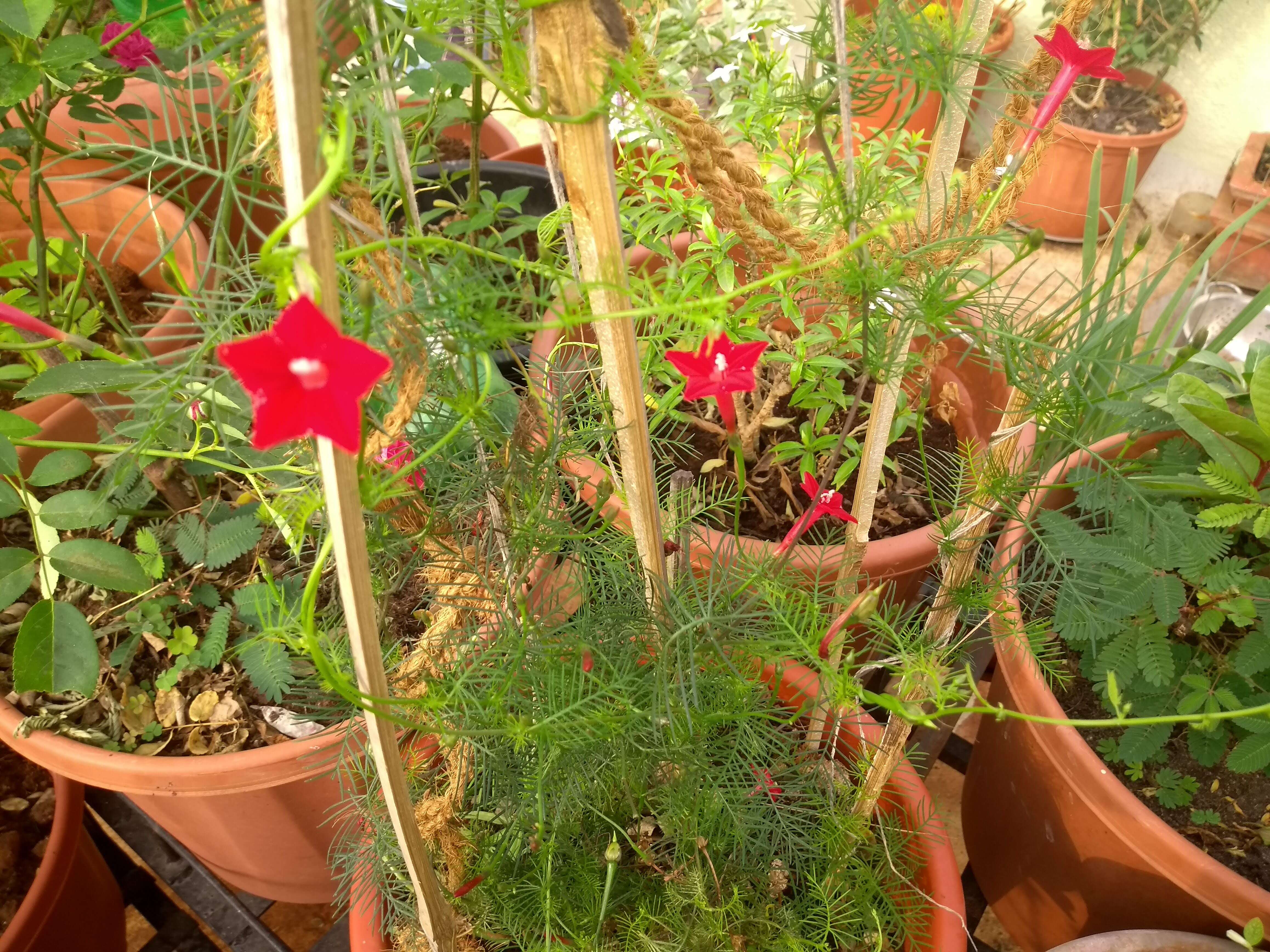 Image of Cypress Vine