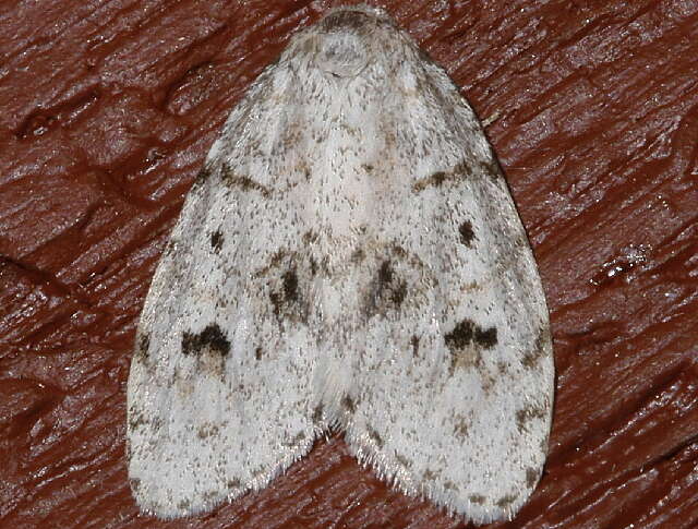 Image of Little White Lichen Moth