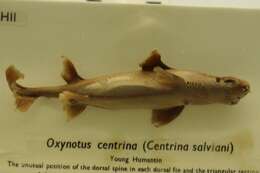 Oxynotidae resmi