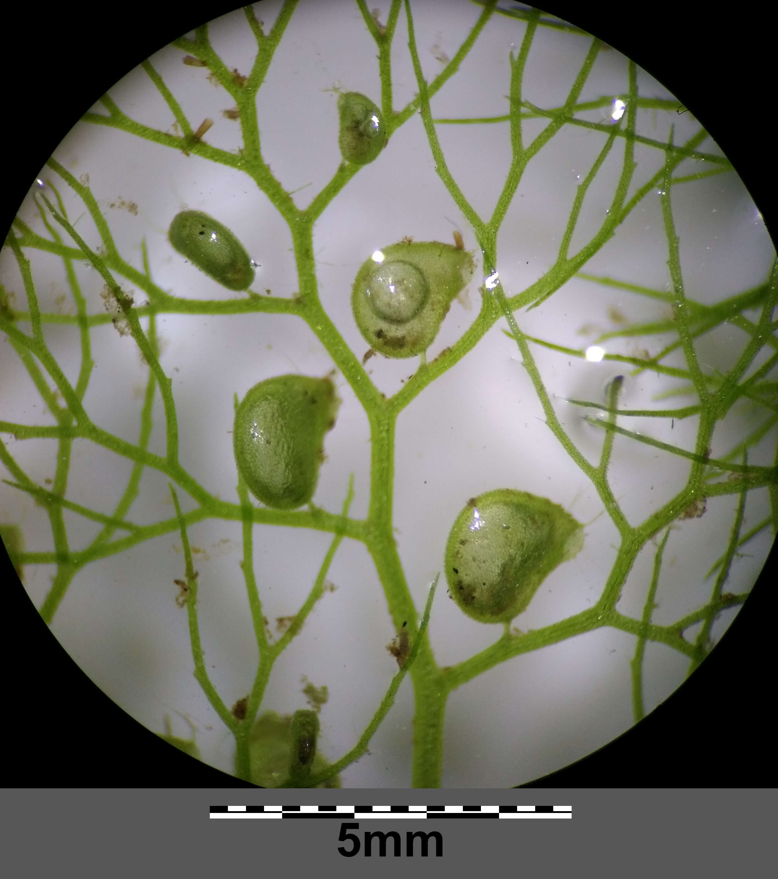 Image of Bladderwort