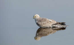 Image of Pallid Harrier