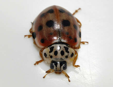 Image of Ladybird beetle