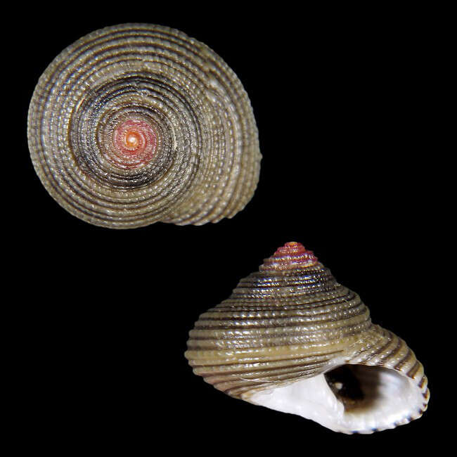 Image of Clanculus scotti Poppe, Tagaro & Dekker 2006