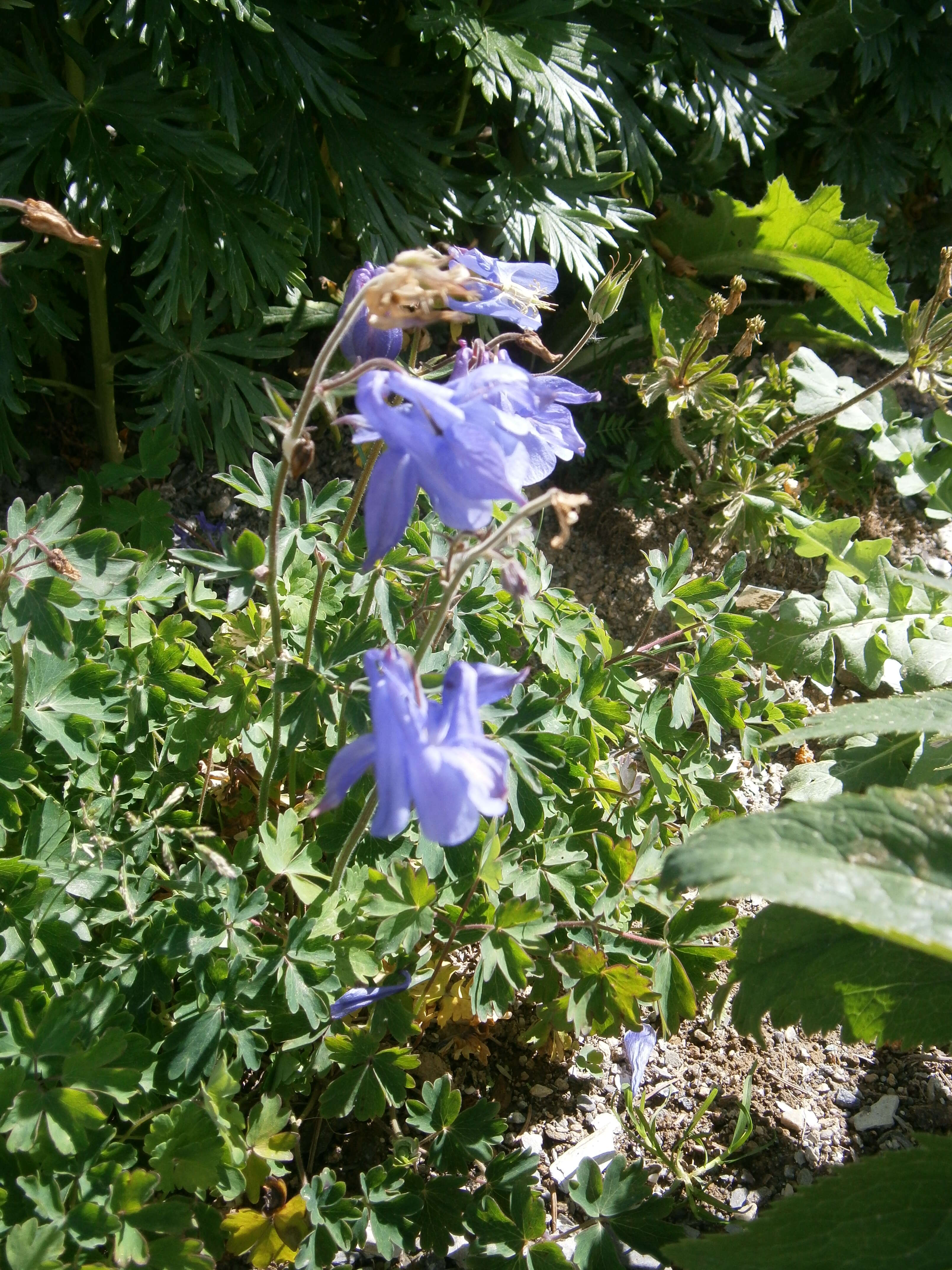 Image of Alpine Columbine