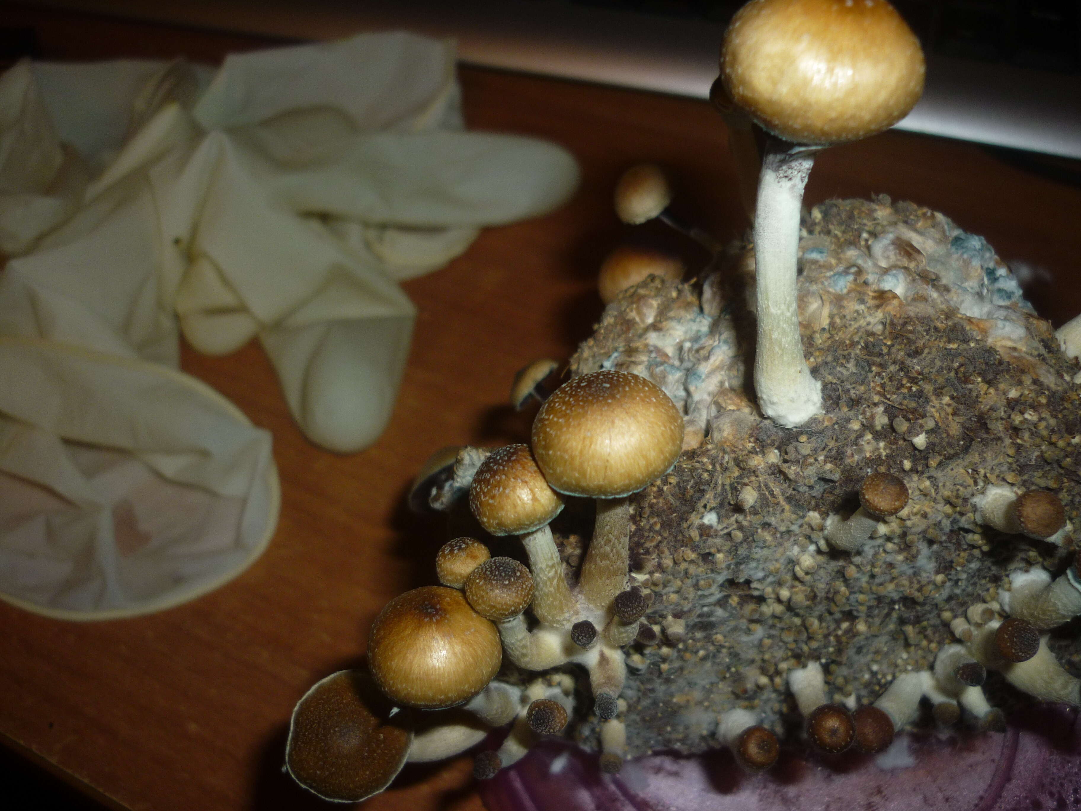 Image of Psilocybe cubensis (Earle) Singer 1948