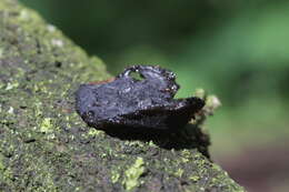 Image of Black Witches' Butter