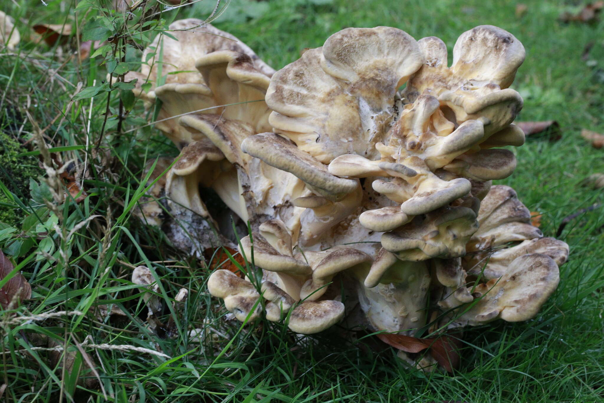 Image de Polypore géant