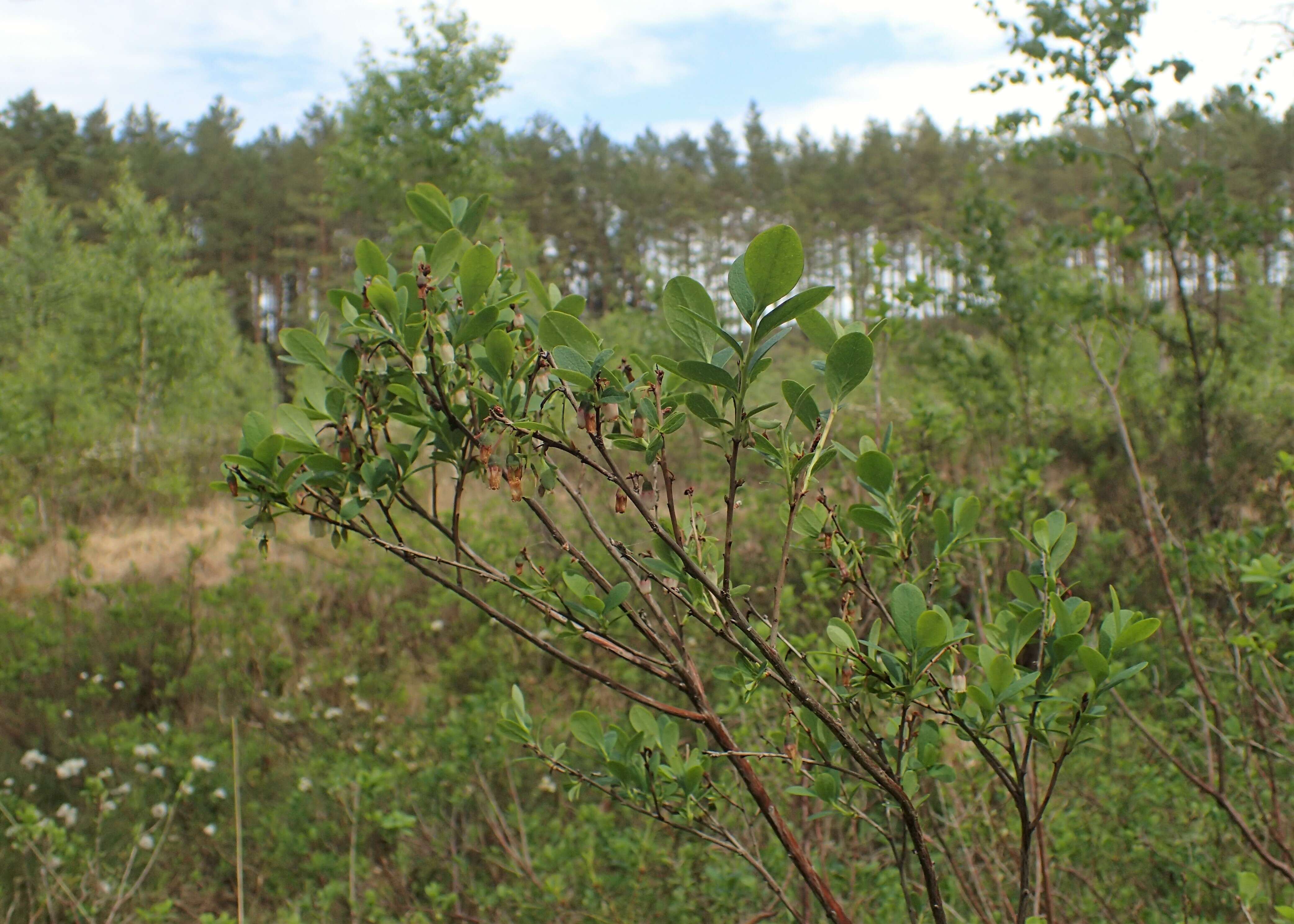 Image of alpine bilberry