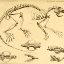 Image of Phloeomys cumingi (Waterhouse 1839)
