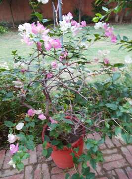 Слика од Bougainvillea