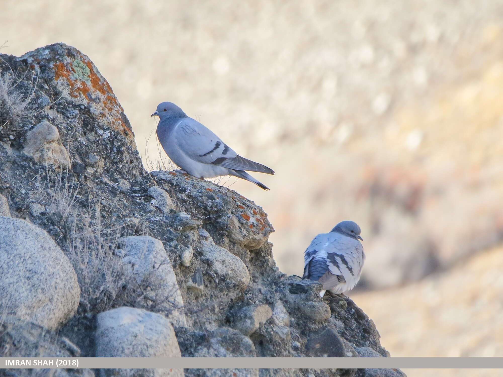 Image of Hill Pigeon