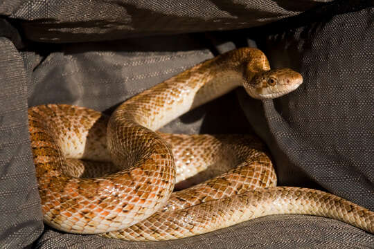 Image of Glossy Snakes