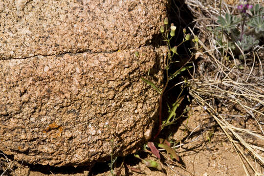 Image of Stebbins' desertdandelion