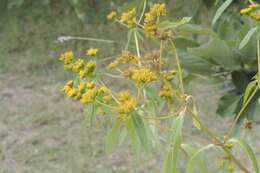 Image of coastal plain yellowtops