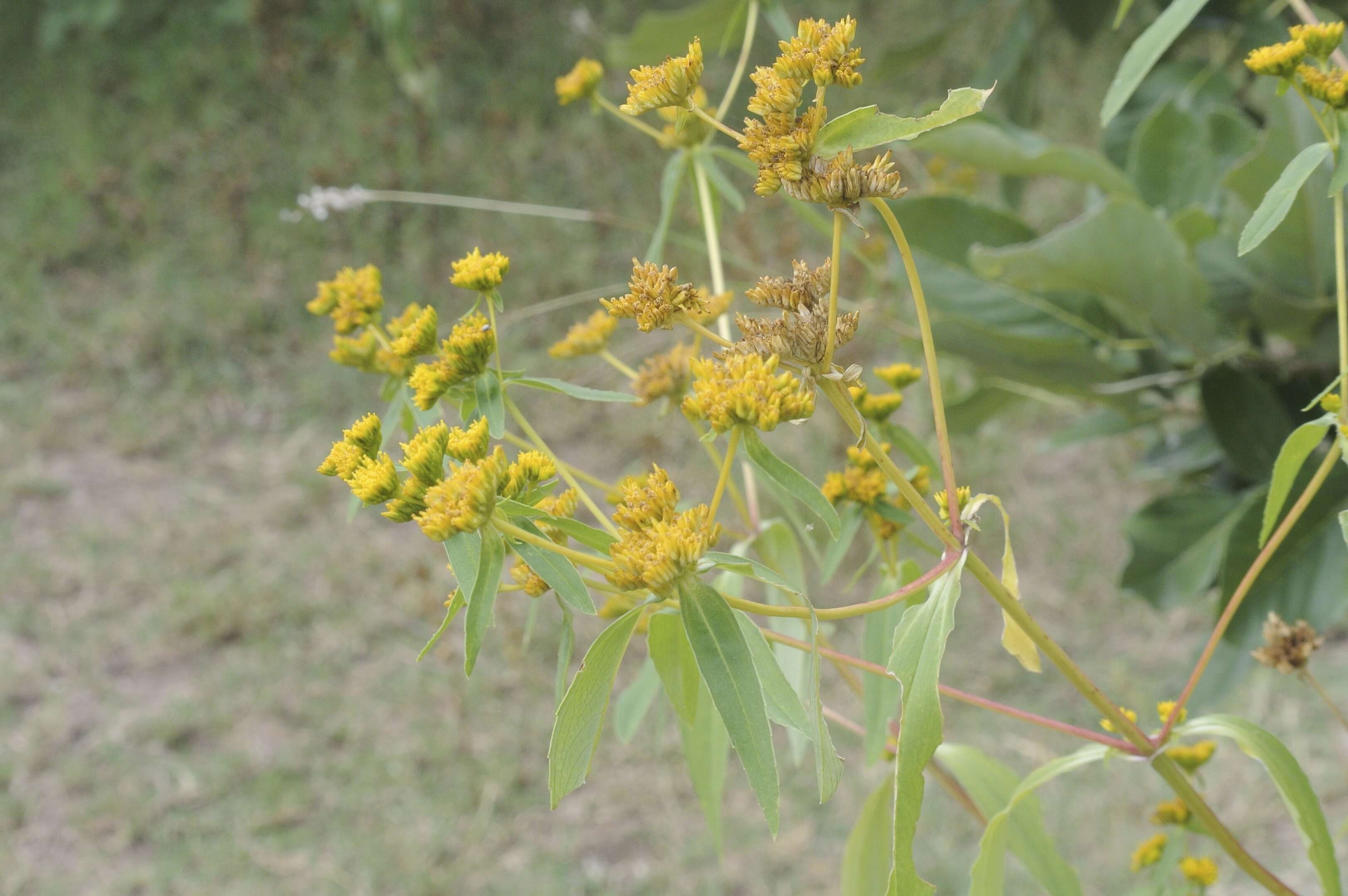 Image of coastal plain yellowtops