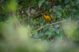 Image of Golden Bush Robin