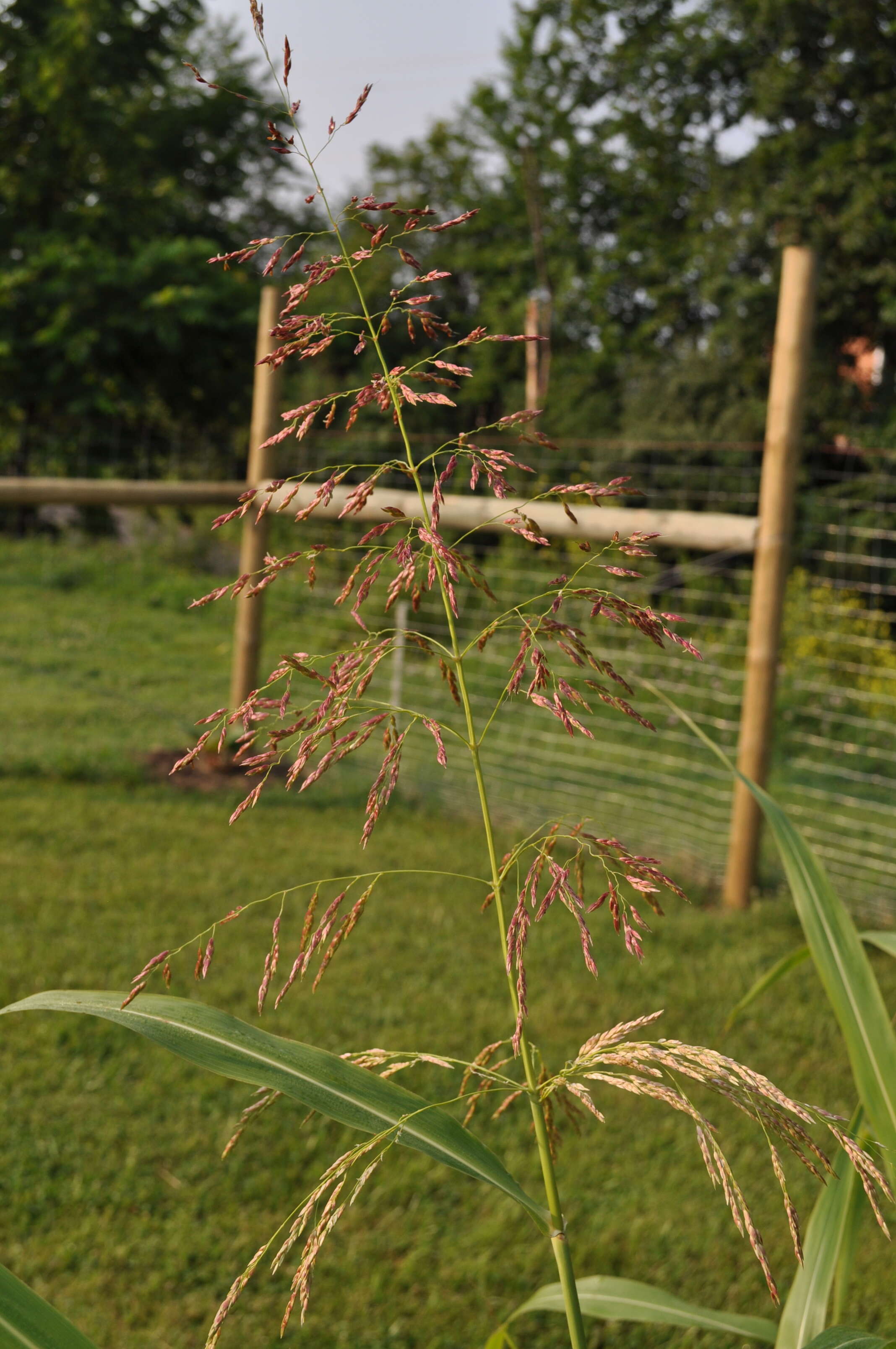 Image of Johnson grass