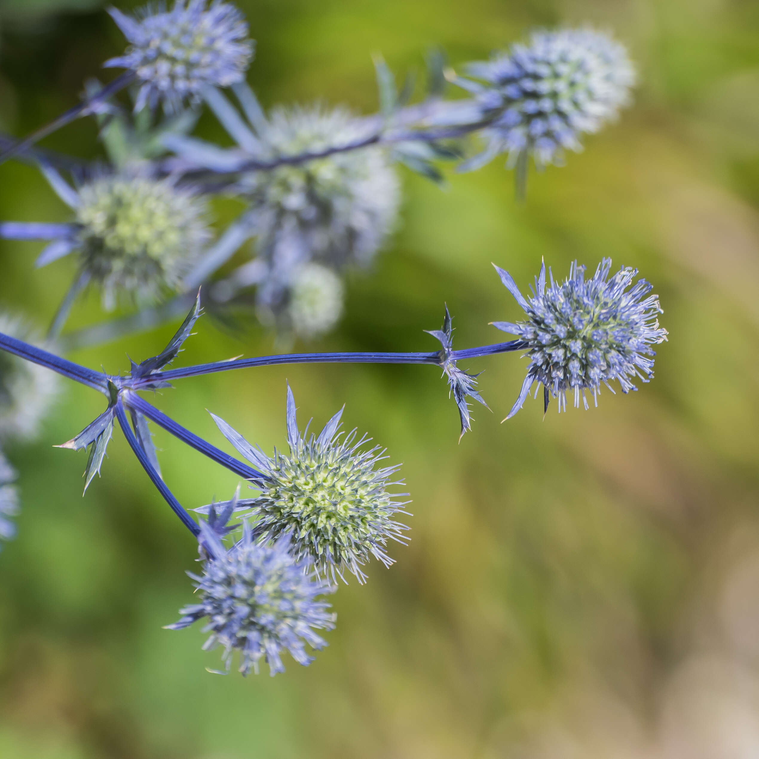 Imagem de Eryngium planum L.