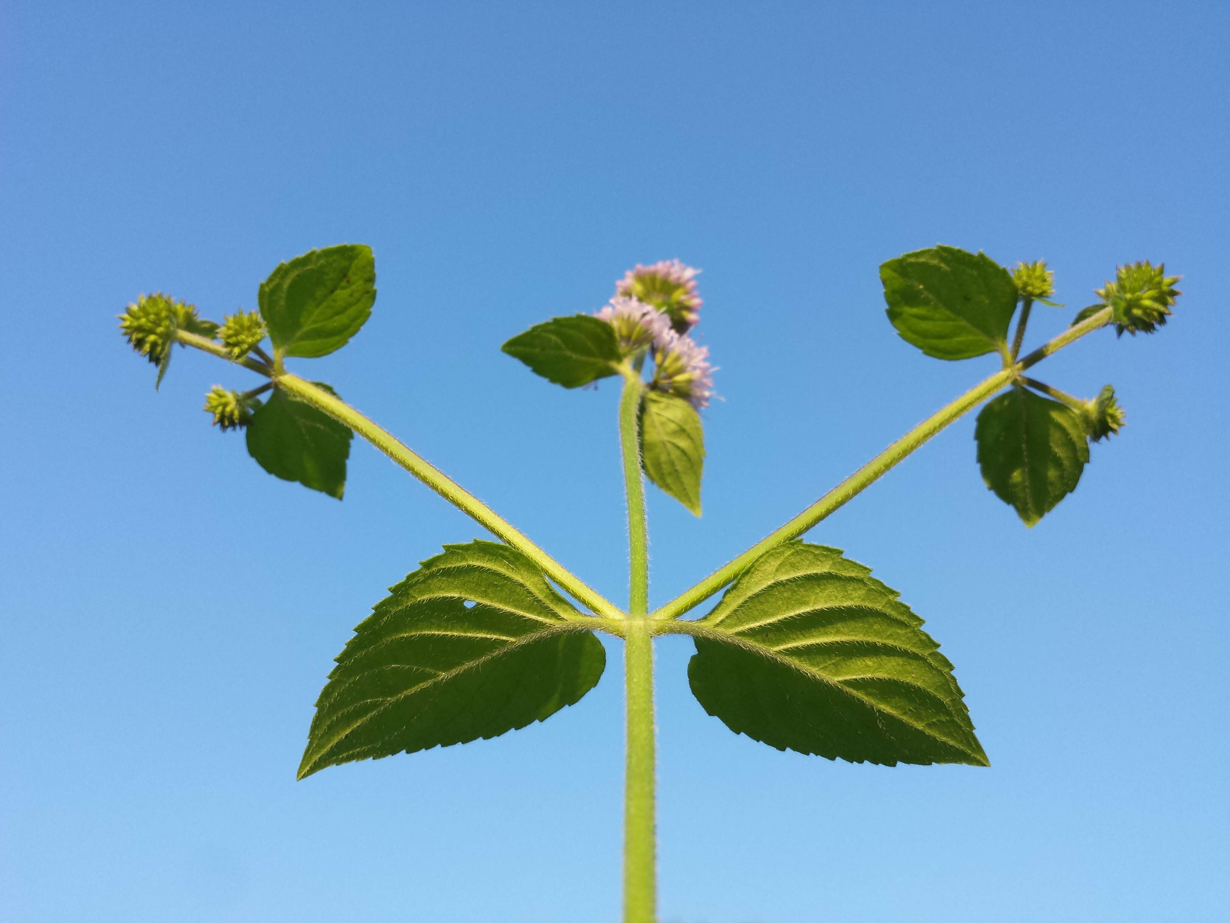 Image of Water Mint