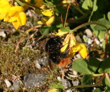 Plancia ëd Bombus wurflenii Radoszkowski 1860