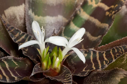 Cryptanthus fosterianus L. B. Sm. resmi