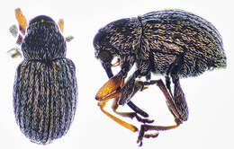 Image of Exapion ulicis