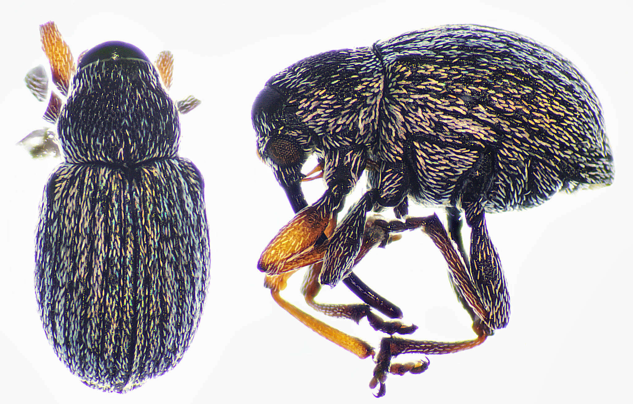 Image of Exapion ulicis