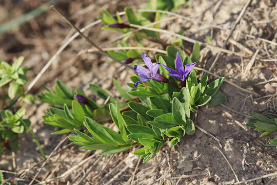 Image of herbaceous periwinkle