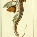 Image of Rabbitfish