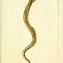 Image of Snake Pipefish