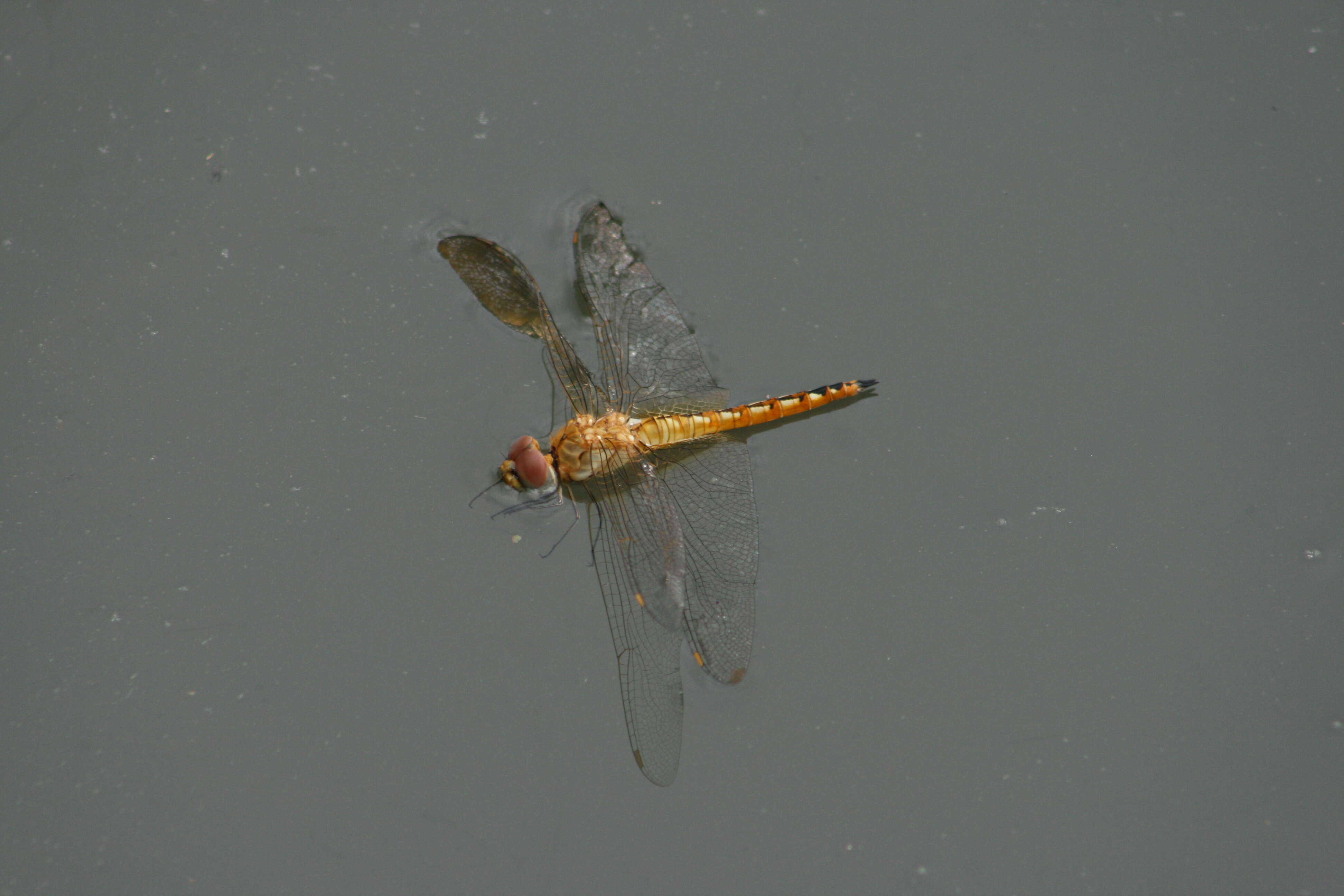 Image of Rainpool Gliders