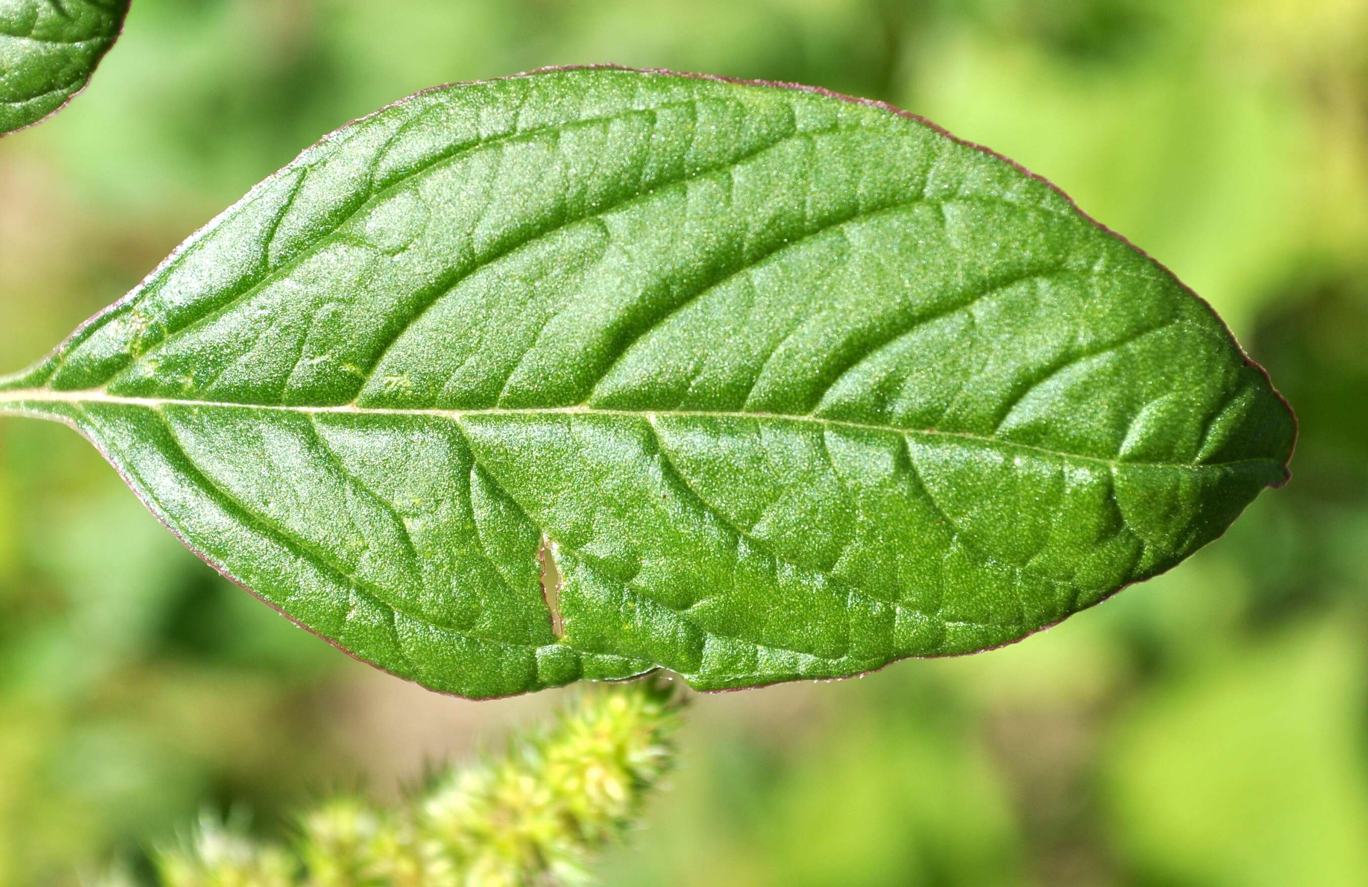 Image of Powell's amaranth