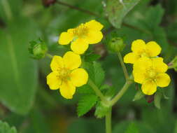 Image of Sibbaldia parviflora Willd.