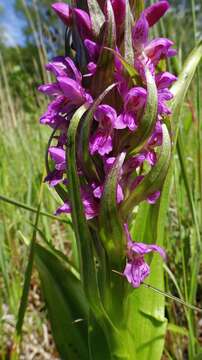 Dactylorhiza incarnata (L.) Soó resmi