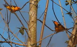 Image of Spot-breasted Oriole