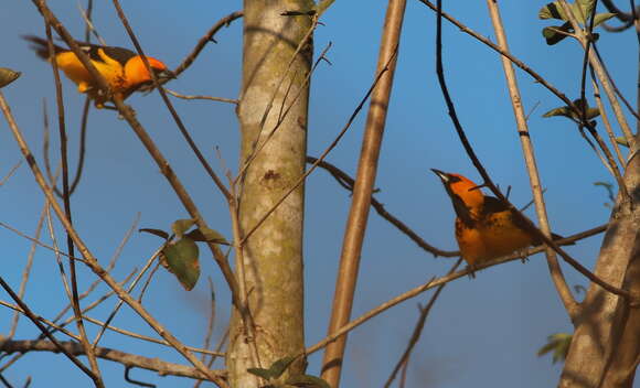 Image of Spot-breasted Oriole