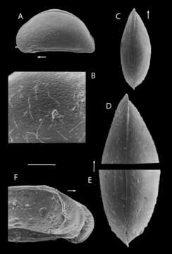 Sivun Potamocypris mastigophora kuva