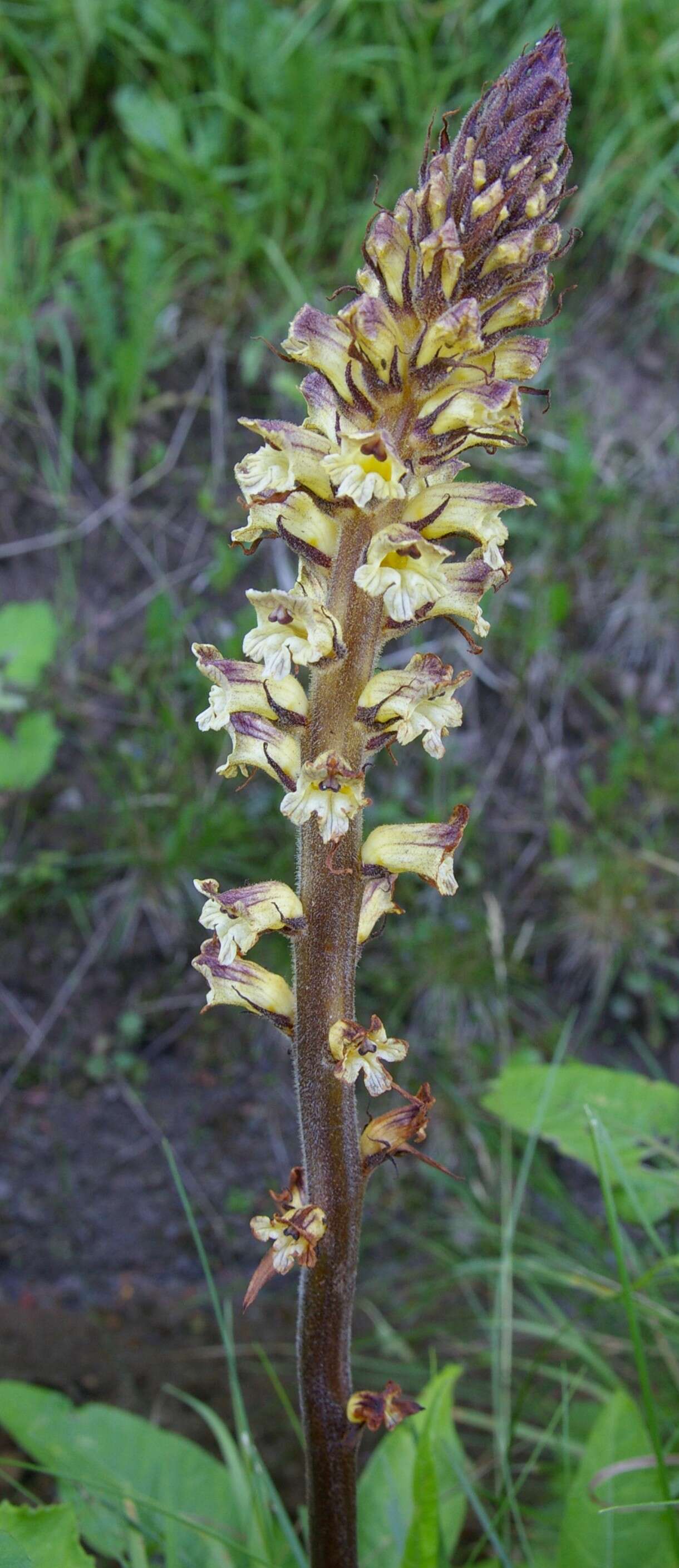 Imagem de Orobanche reticulata Wallr.