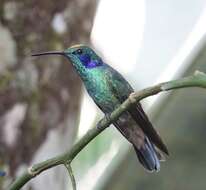 Image of Lesser Violetear