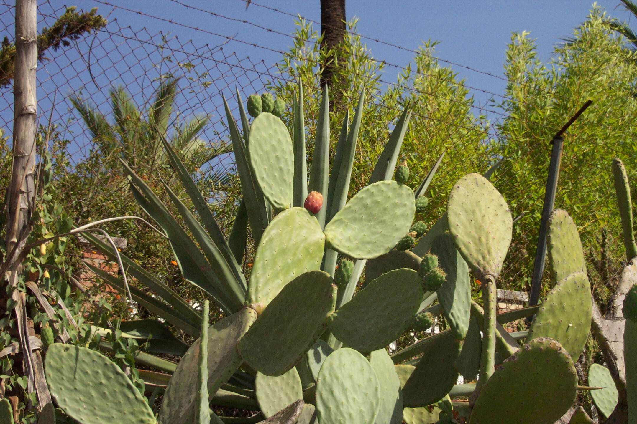 Image of Barbary Fig