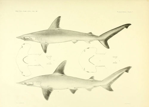 Image of <i>Cestracion zygaena</i>