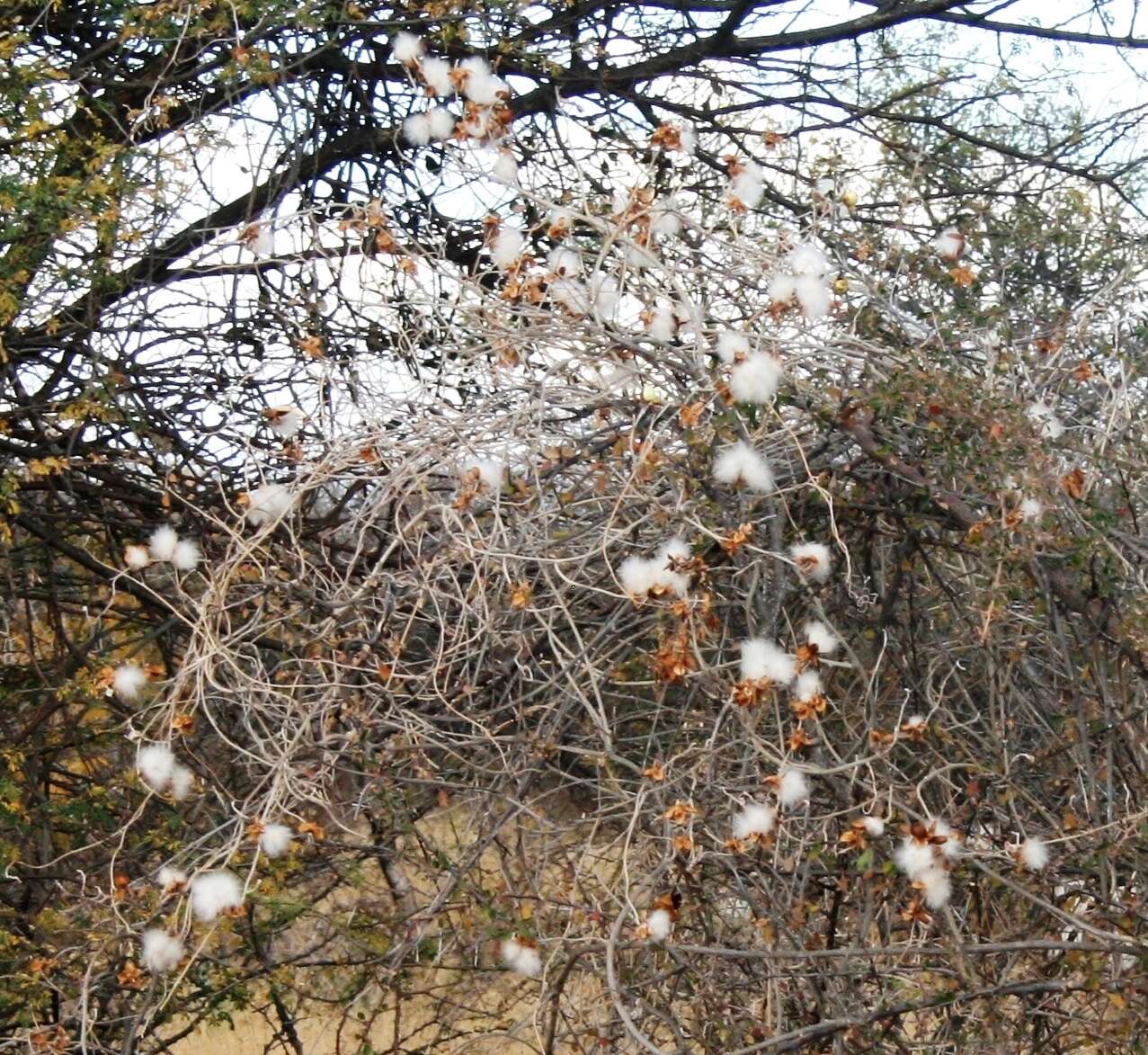 Gossypium herbaceum L. resmi