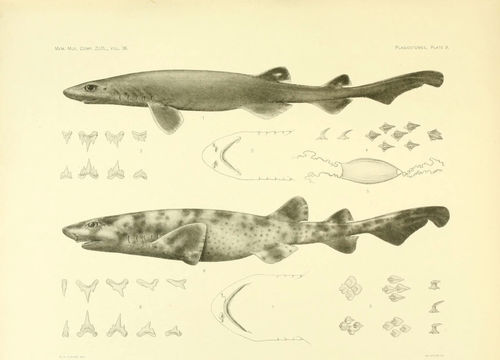 Image of Filetail Catshark