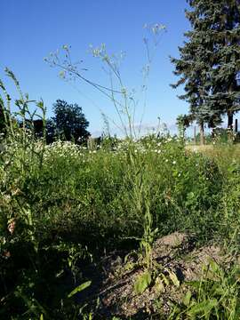 Image of smallflower hawksbeard